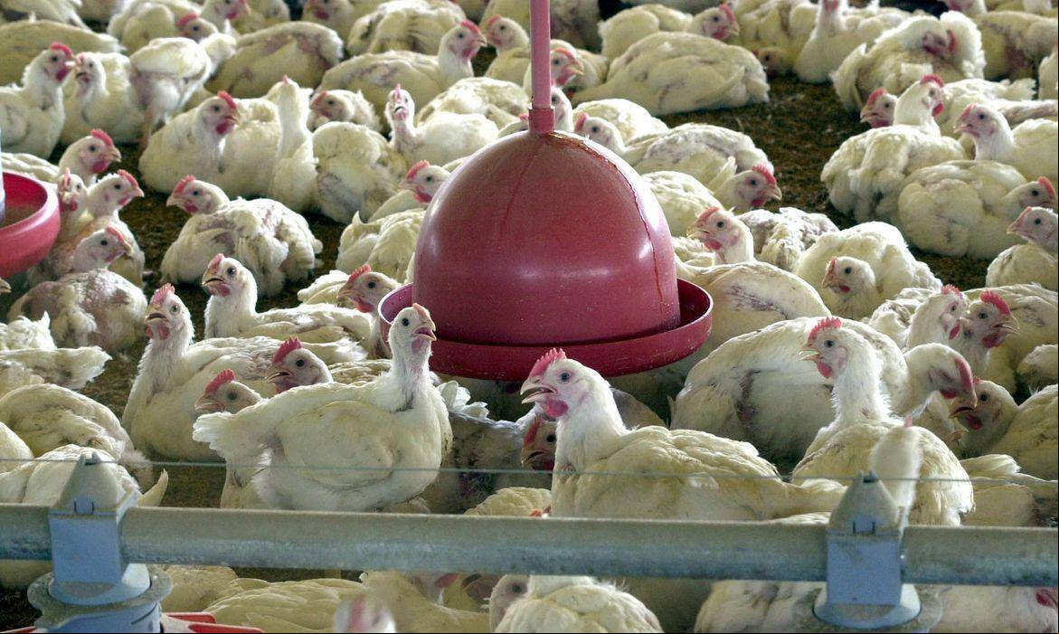 Casos e gripe aviária em investigação se concentram em criações domésticas, não há suspeita em granjas comerciais