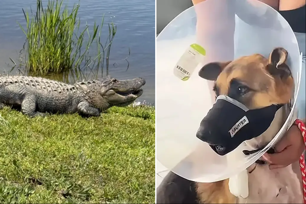 Jacaré ainda não foi capturado; Zeus está em recuperação depois de ar por uma cirurgia de emergência;