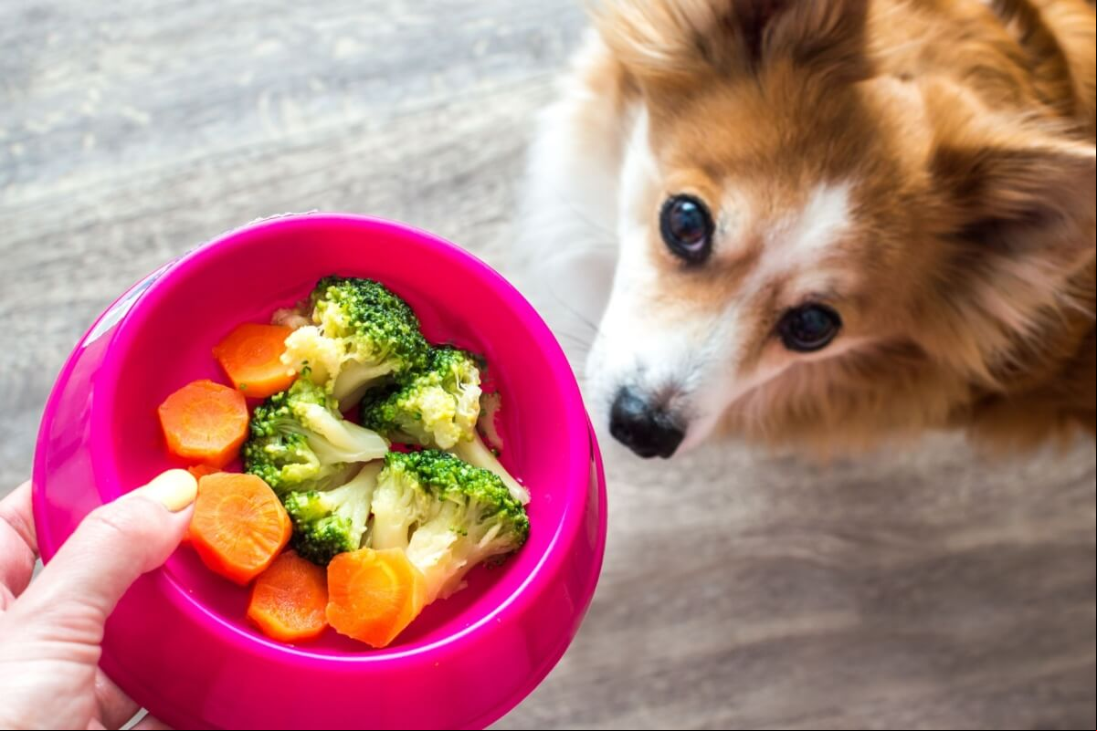 Os animais de estimação também podem enjoar da comida com o tempo